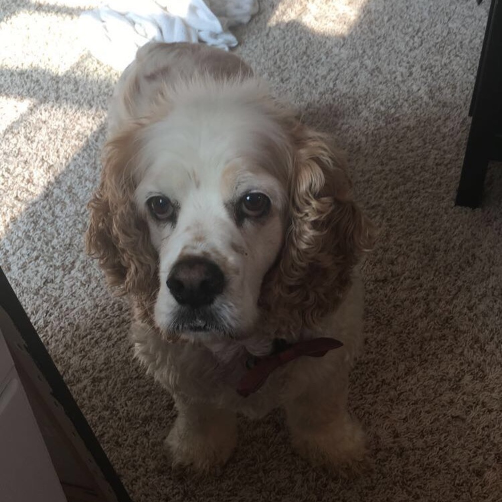 Meet your Posher, Rowan